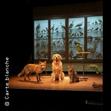 The Animal Room